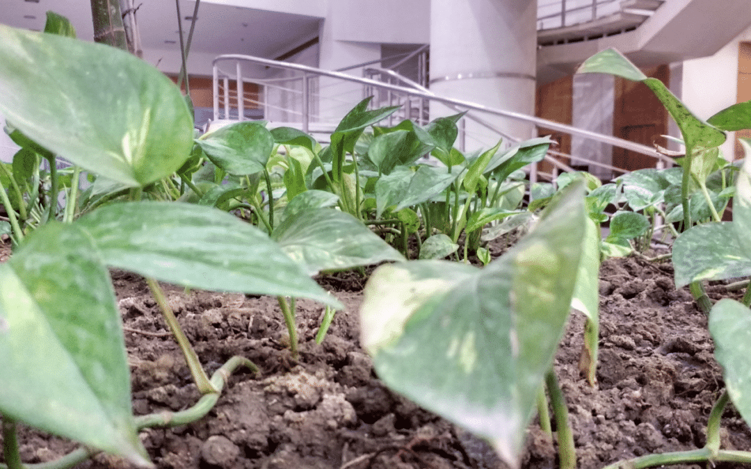 Le jardinage au bureau