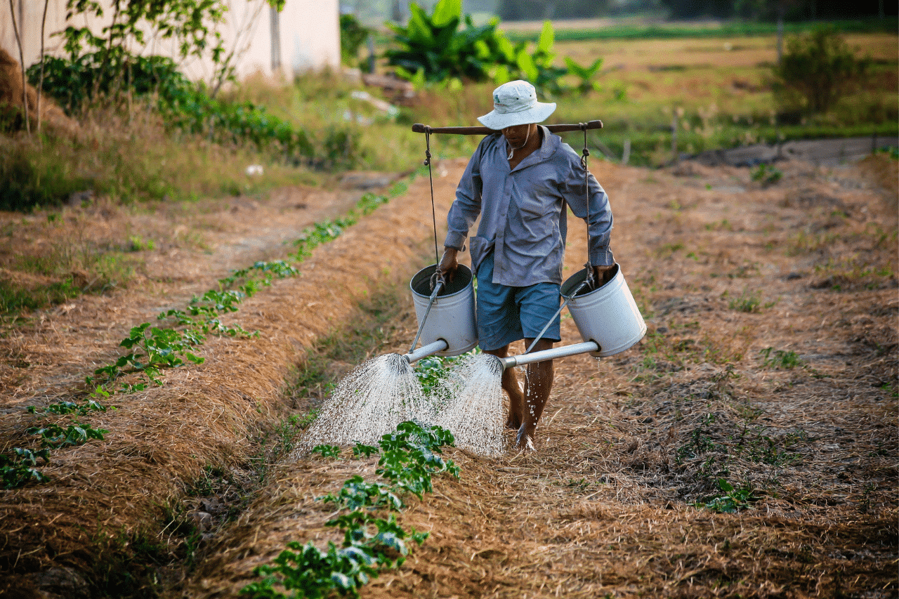 agriculture 