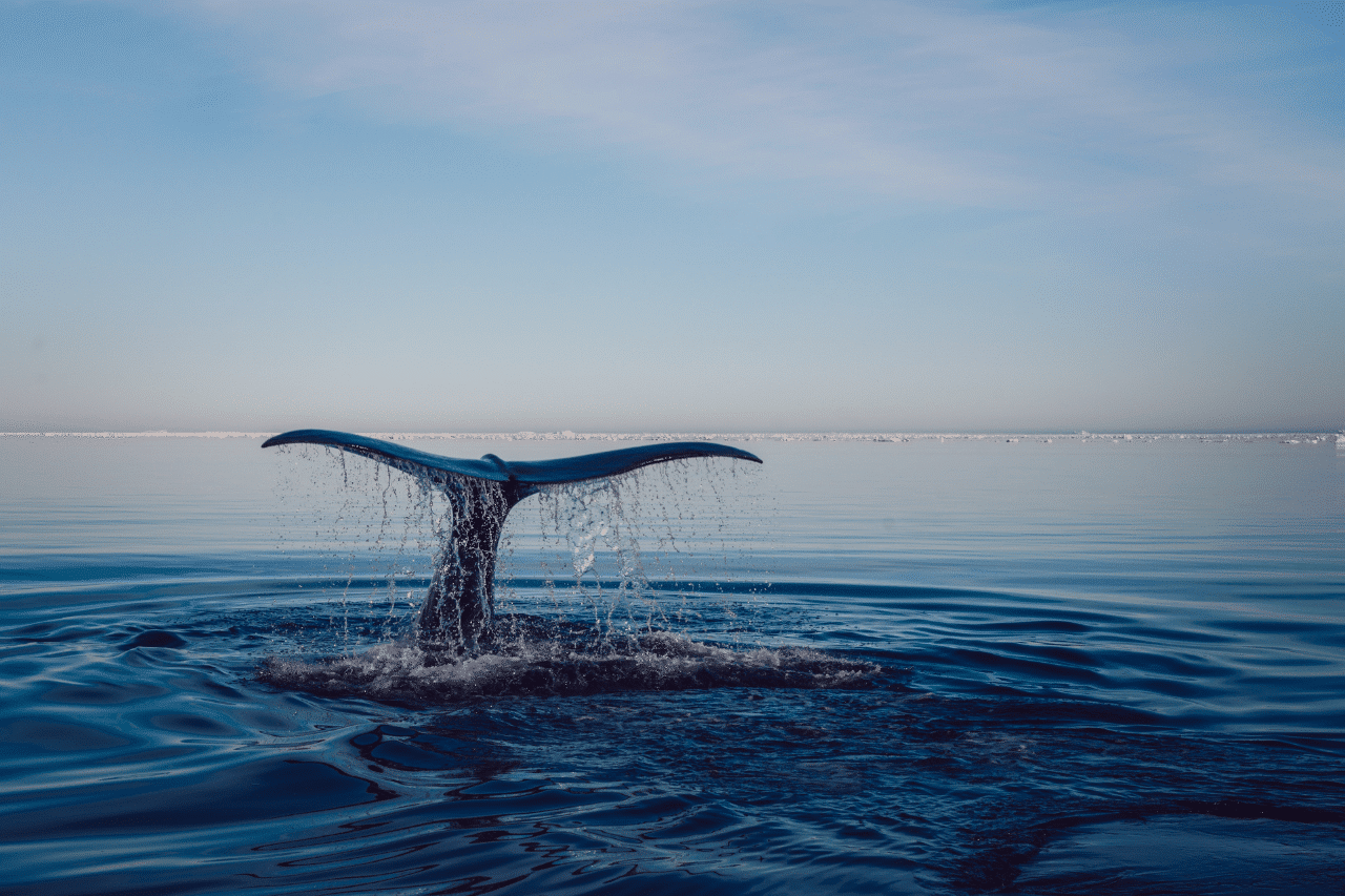 biodiversité des océans 